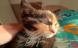 Mixed Breed cats for sale: Tortico female kitten for sale 3 months old - Image 5