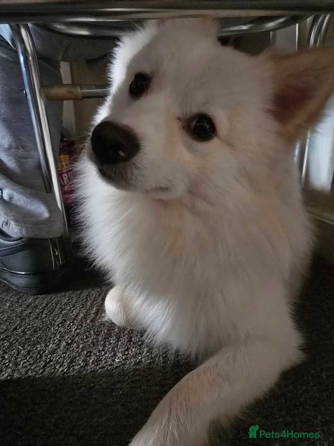 German Spitz dogs for stud: Looking for a stud for Polo he's 2 years old  in London - Advert 8