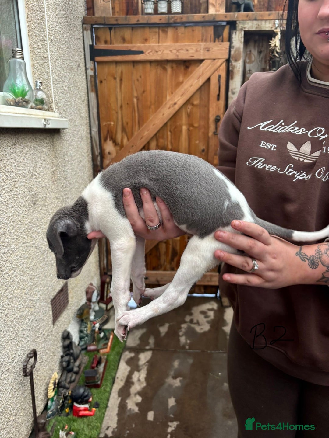 Whippet dogs for sale: Whippet pups x14 - Advert 22