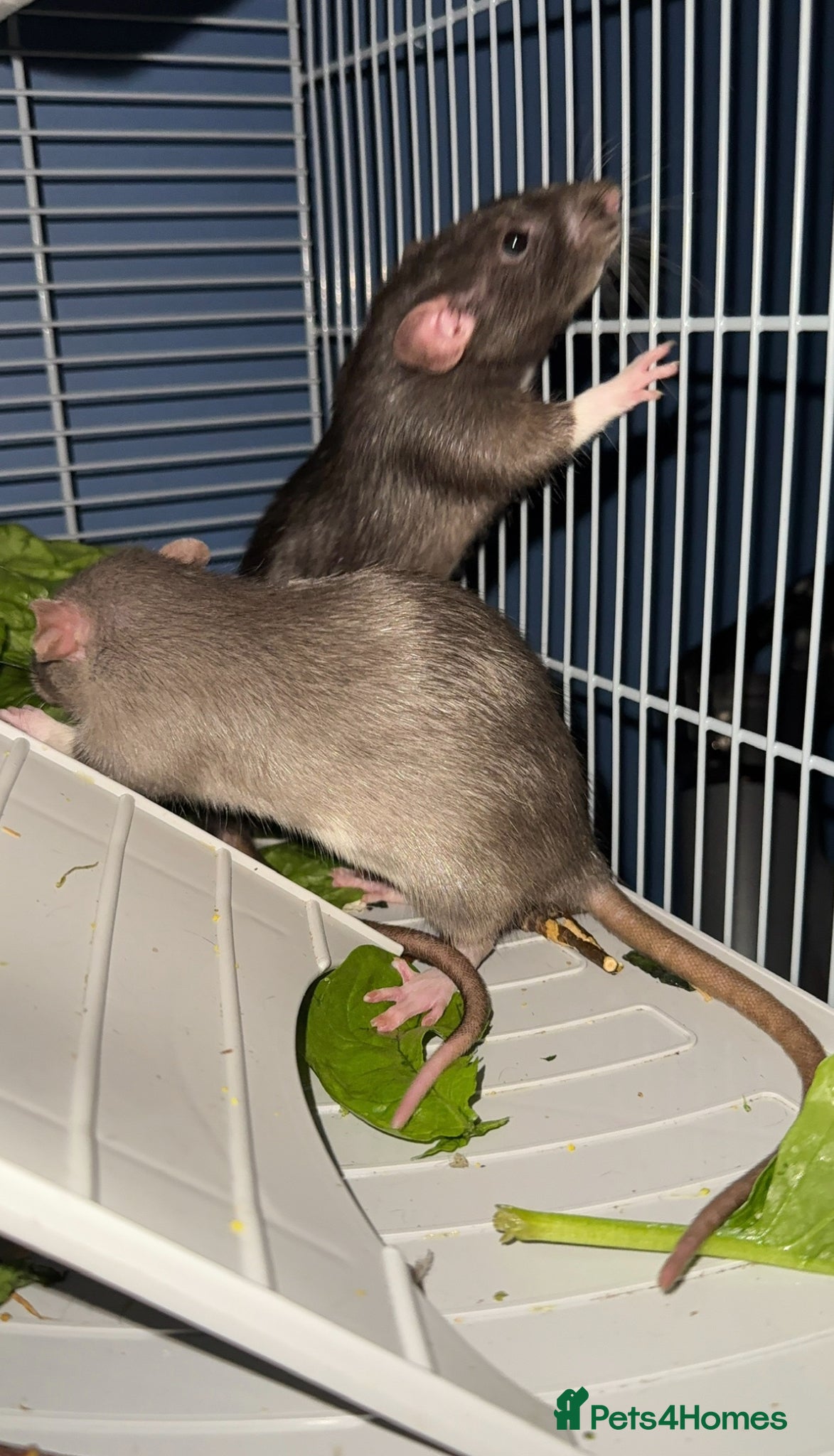 Rat rodents 4 female rats for adoption  - Advert 5