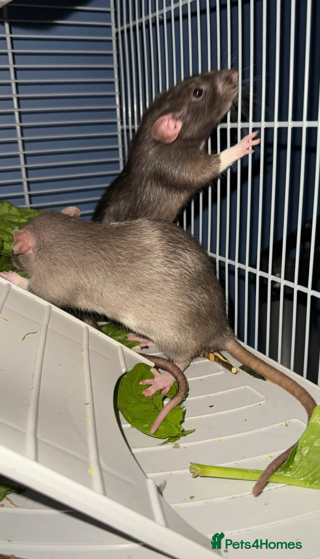 Rat rodents for sale: 4 female rats for adoption  - Advert 1