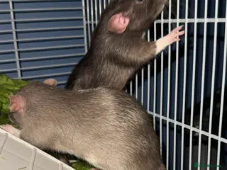 Rat rodents 4 female rats for adoption - Advert 2