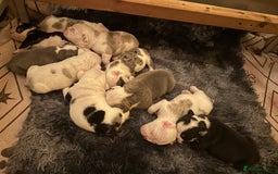 English Bulldog dogs for sale: 🌟 health tested parents 🌟 - Image 2
