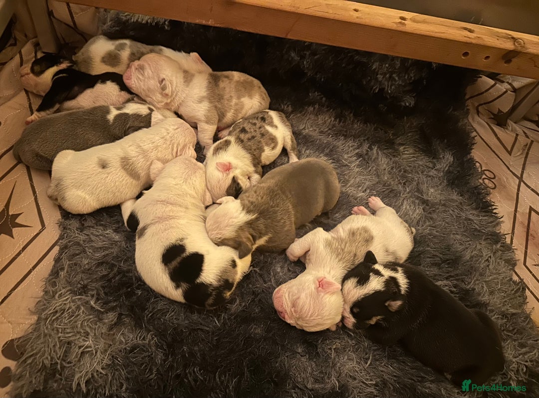 English Bulldog dogs for sale: 🌟 health tested parents 🌟 - Image 2