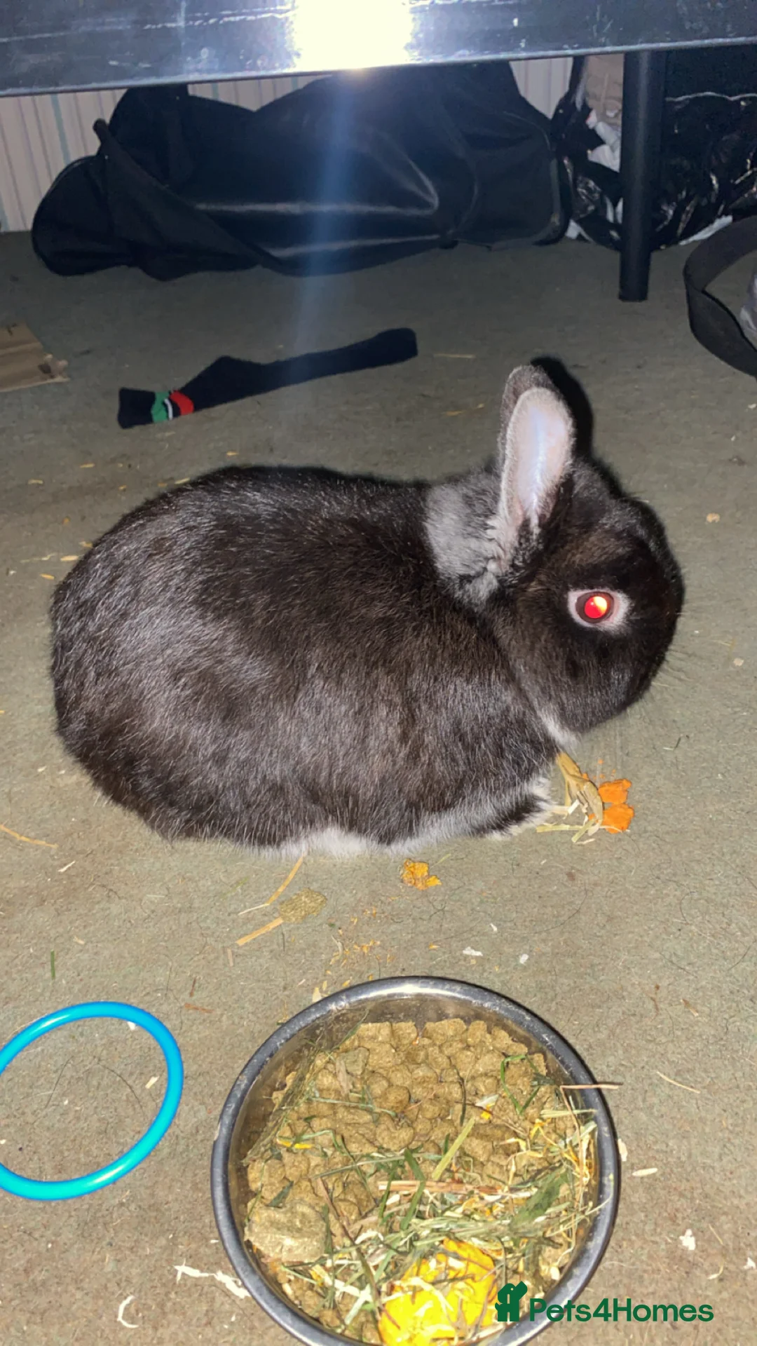 Netherland Dwarf rabbits for sale: rabbit  - Advert 2