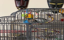 Lovebirds birds for sale: Two bonded lovebirds FOR SALE  - Image 4