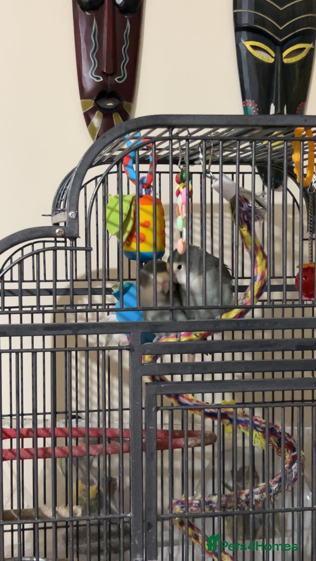 Lovebirds birds for sale: Two bonded lovebirds FOR SALE  - Image 4