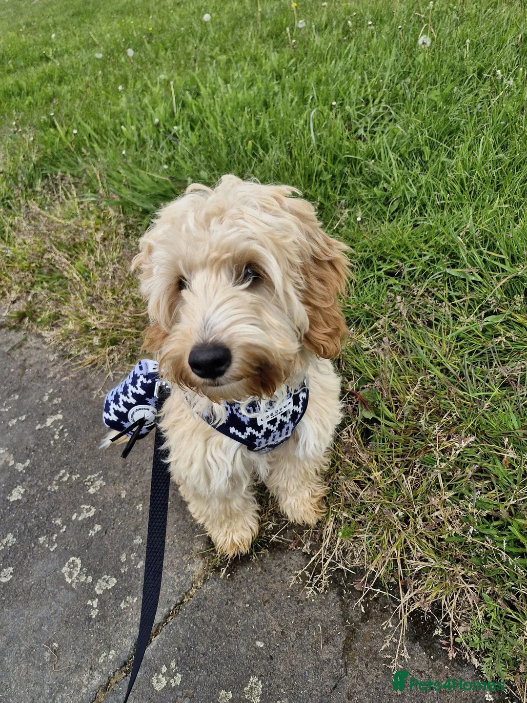 Cockapoo dogs for sale: Cream male cockapoo - Advert 1