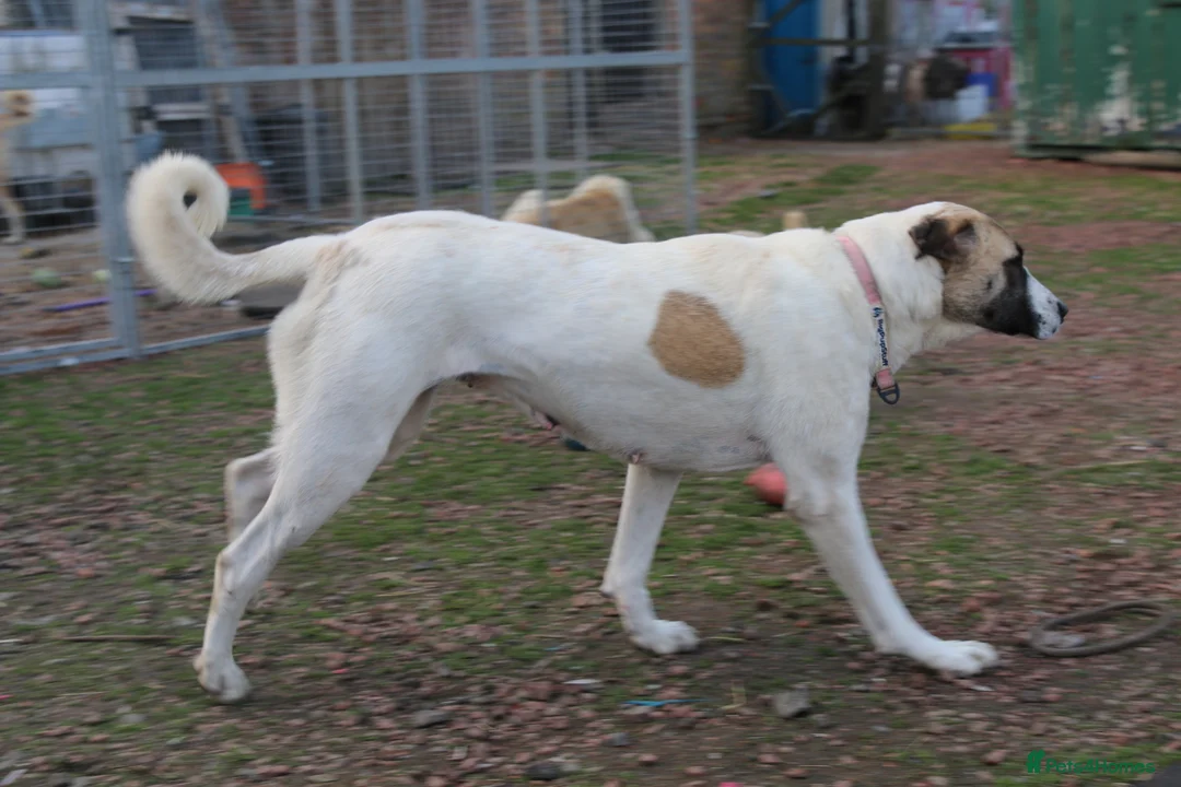 Anatolian Shepherd dogs for sale: Anatolian Shepherd Pups - KC Registered in Carluke - Advert 15