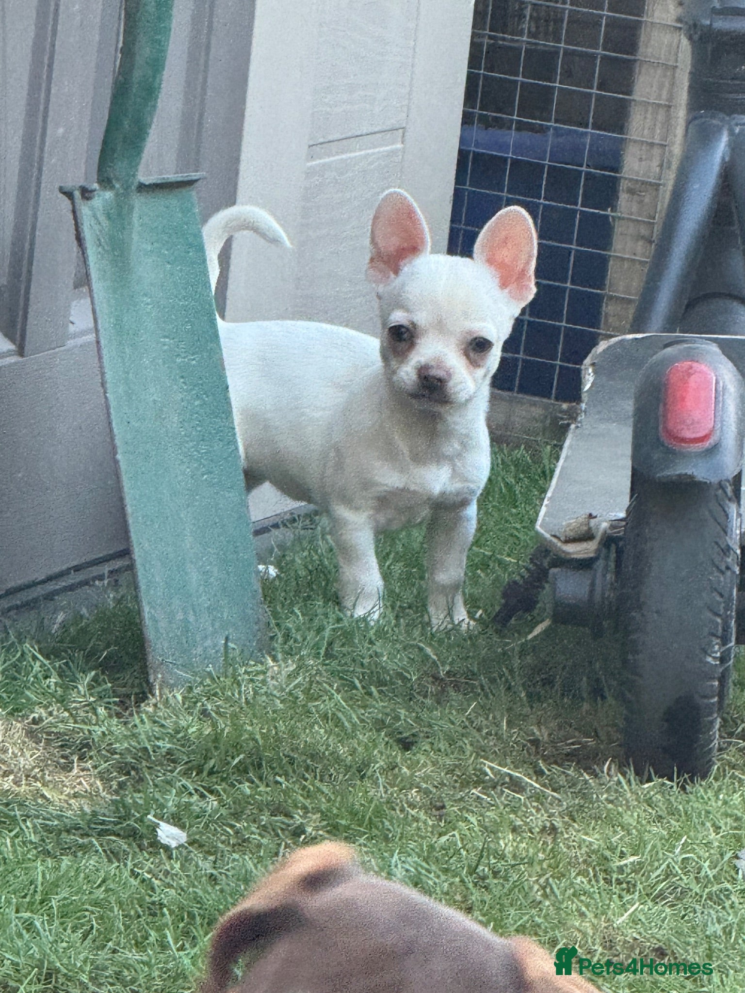 Mixed Breed dogs Chihuahua x puppies  - Advert 21