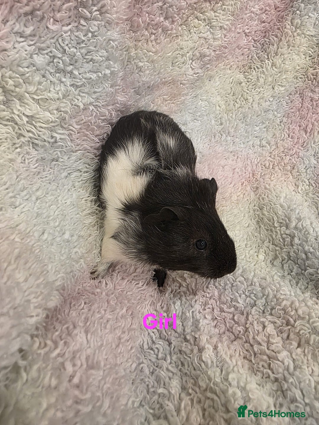 Guinea Pig rodents for sale: Baby Guinea Pigs for Sale 🐹 - Advert 2