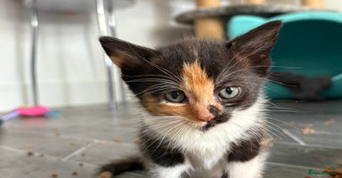 Domestic Shorthair cats - Advert 5