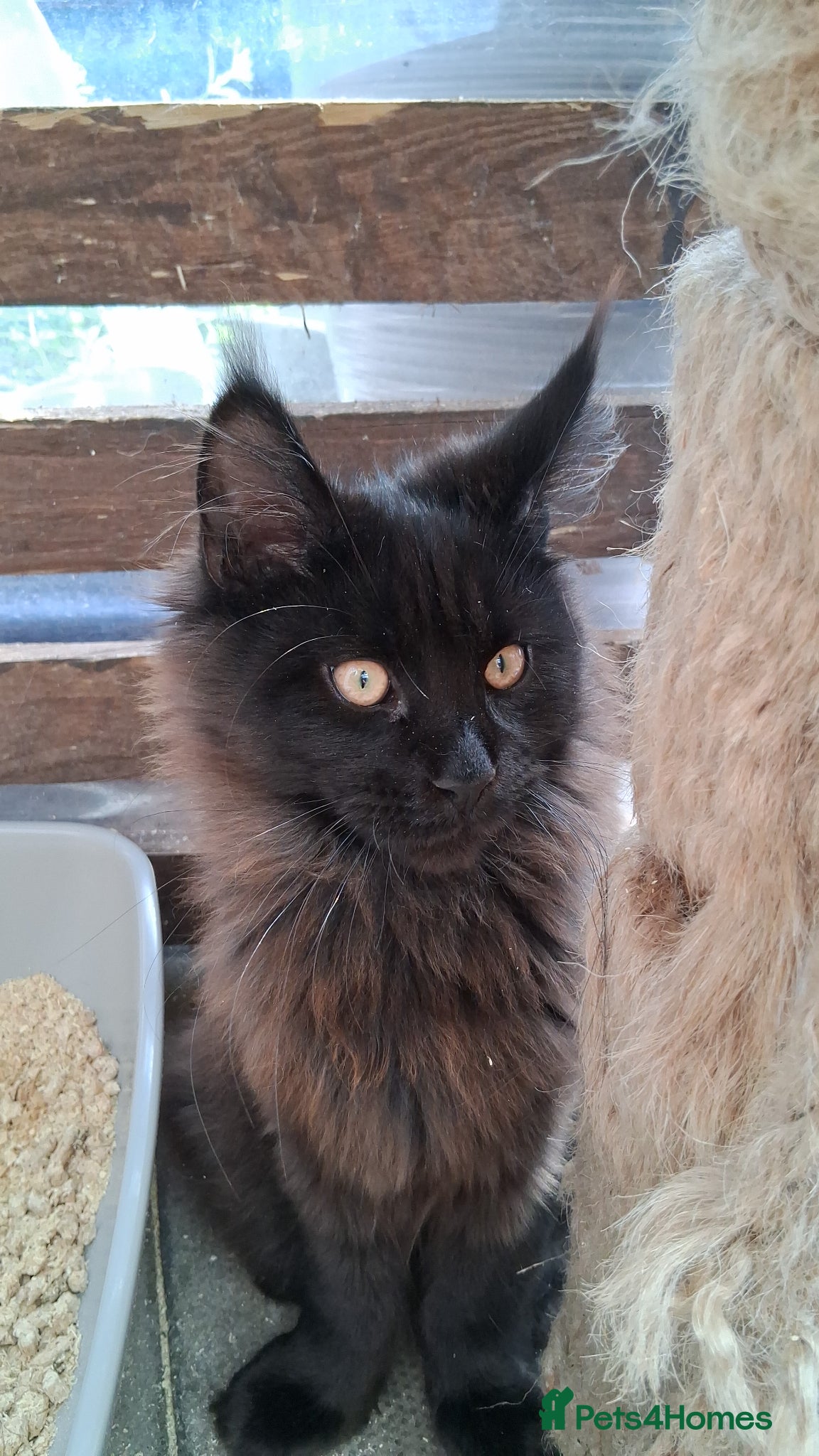 Maine Coon cats Maine Coons XL - Advert 4