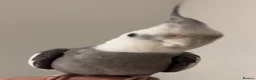 Cockatiels birds for sale: TWO COCKATIEL + cage + food in Leicester - Advert 3