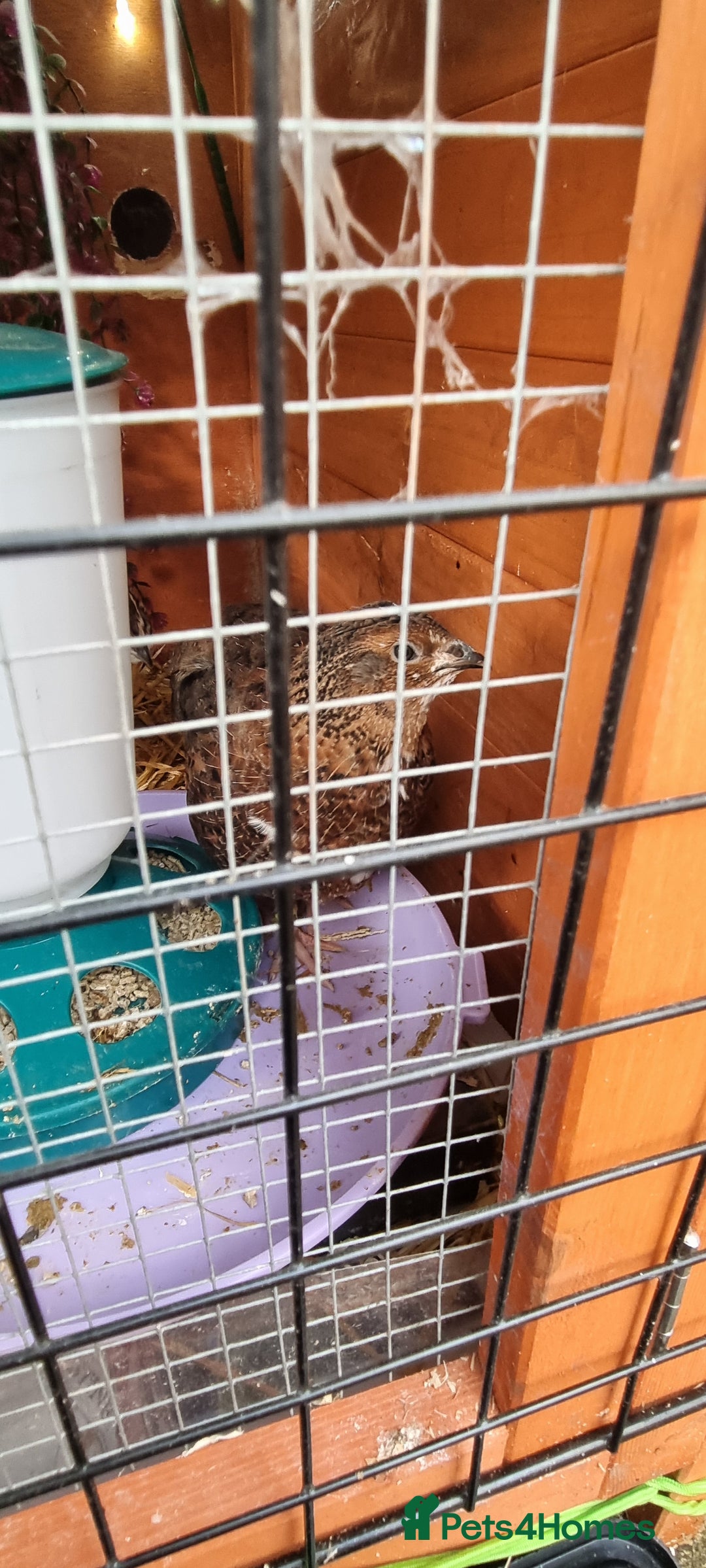 Quail poultry for sale: Cortinoux quails  - Advert 10