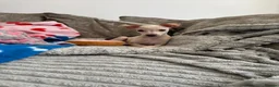 Italian Greyhound dogs for sale: KC Italian greyhound puppies 🏡 ready now - Advert 11