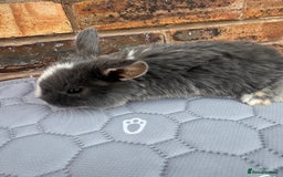 Mini Lop rabbits for sale: Pure mini lops  - Image 5