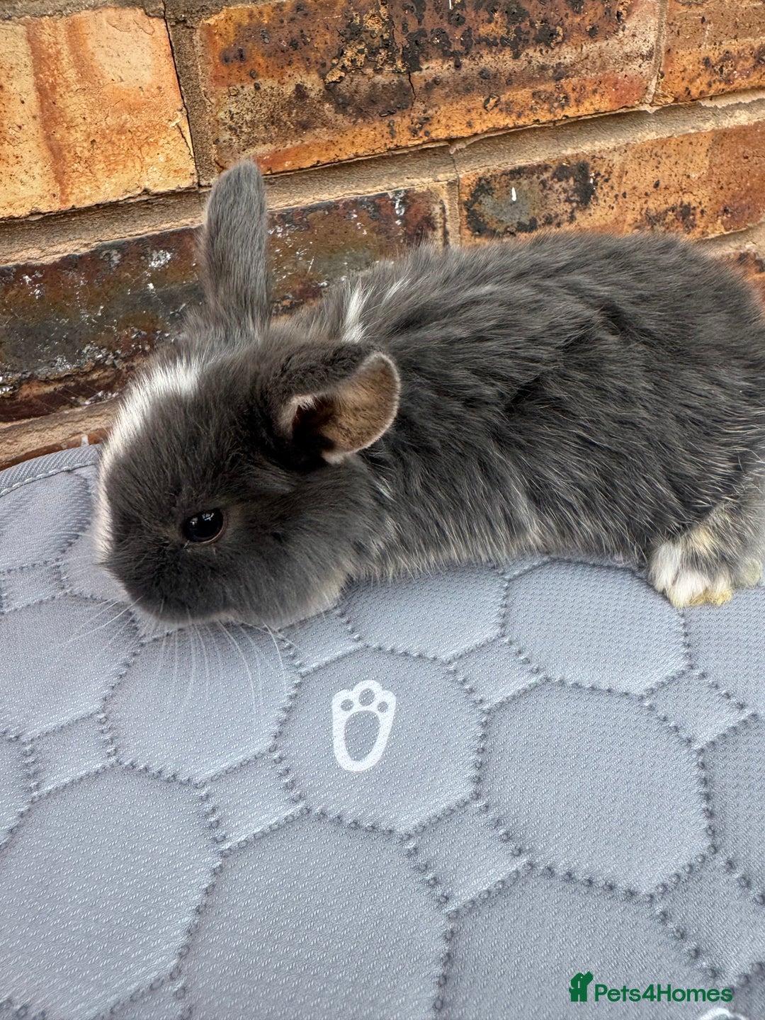 Mini Lop rabbits for sale: Pure mini lops  - Image 5