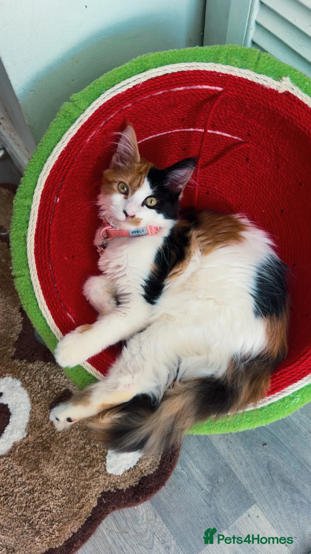 Maine Coon cats for sale: Beautiful female Maine coon - Advert 1