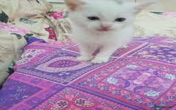 Mixed Breed cats for sale: Khao Manee kittens  - Image 4