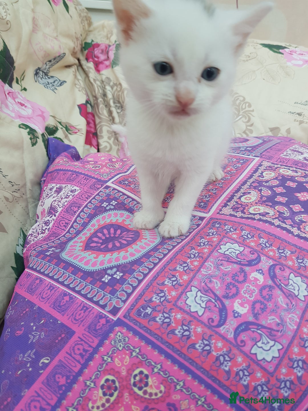 Mixed Breed cats for sale: Khao Manee kittens  - Image 4