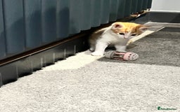Mixed Breed cats for sale: Mixed kittens ginger calico tabby - Image 13