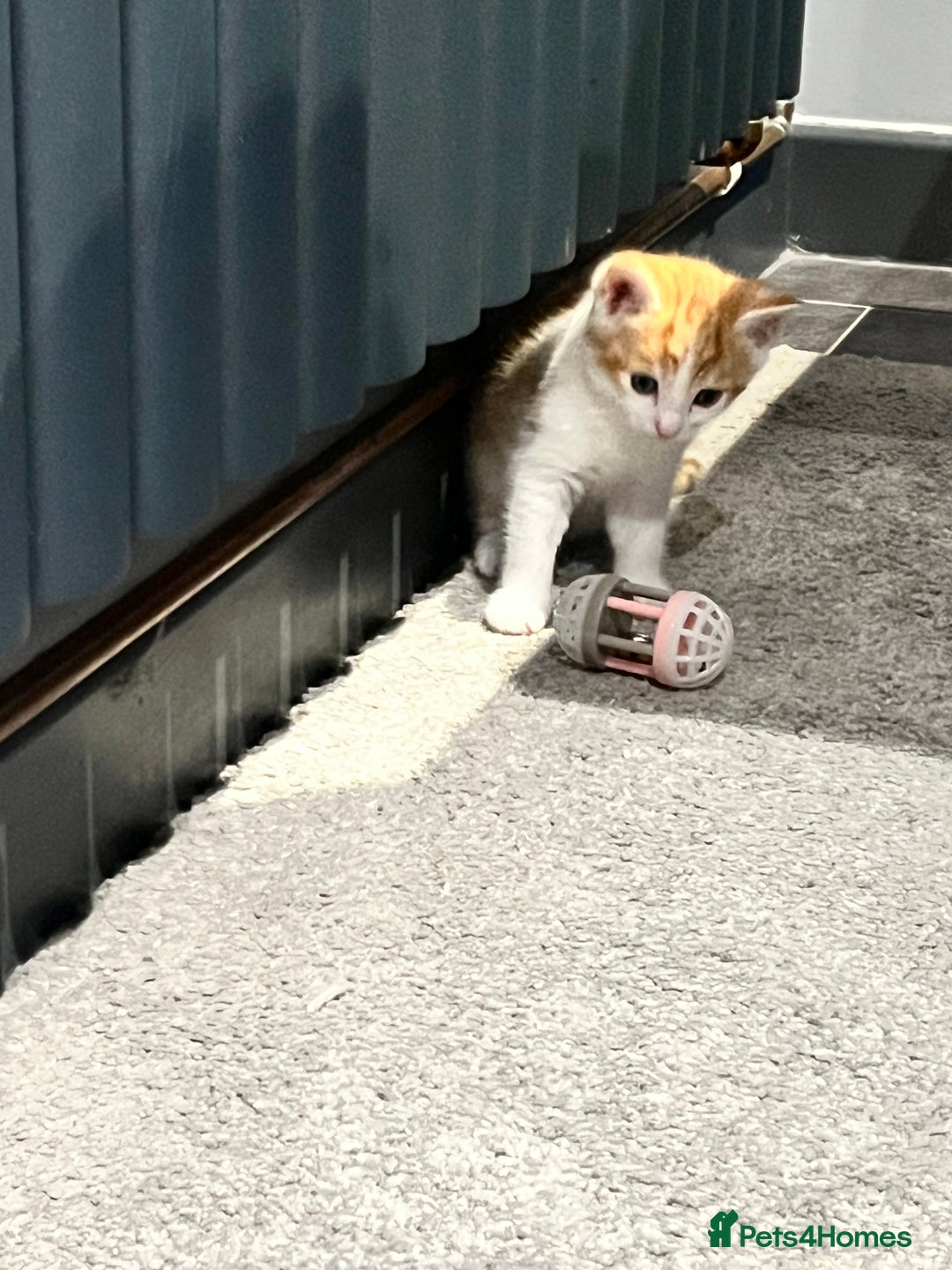 Mixed Breed cats for sale: Mixed kittens ginger calico tabby - Image 13