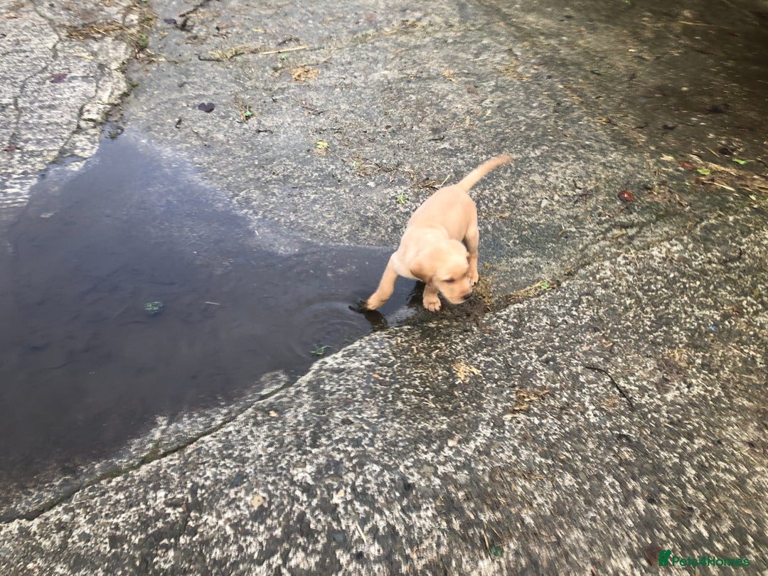 Labrador Retriever dogs for sale: Kc registered Labrador puppies(2 remaining) - Advert 9