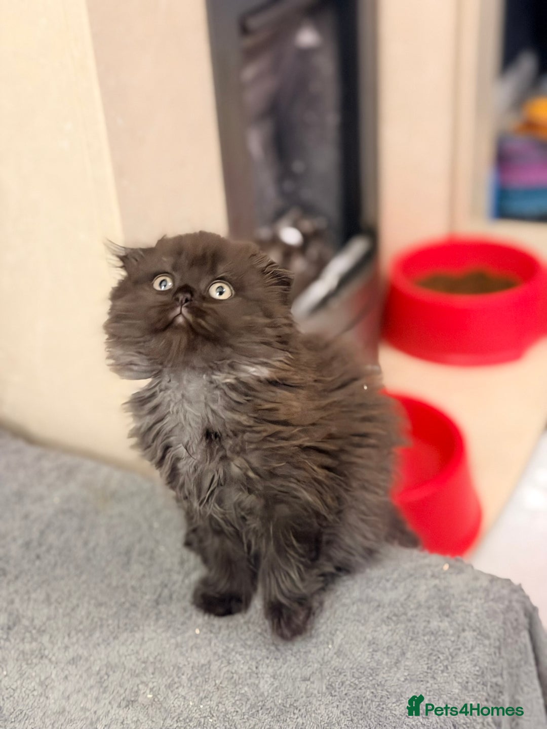 Scottish Fold cats for sale: Scottish fold kittens for sale! - Advert 23