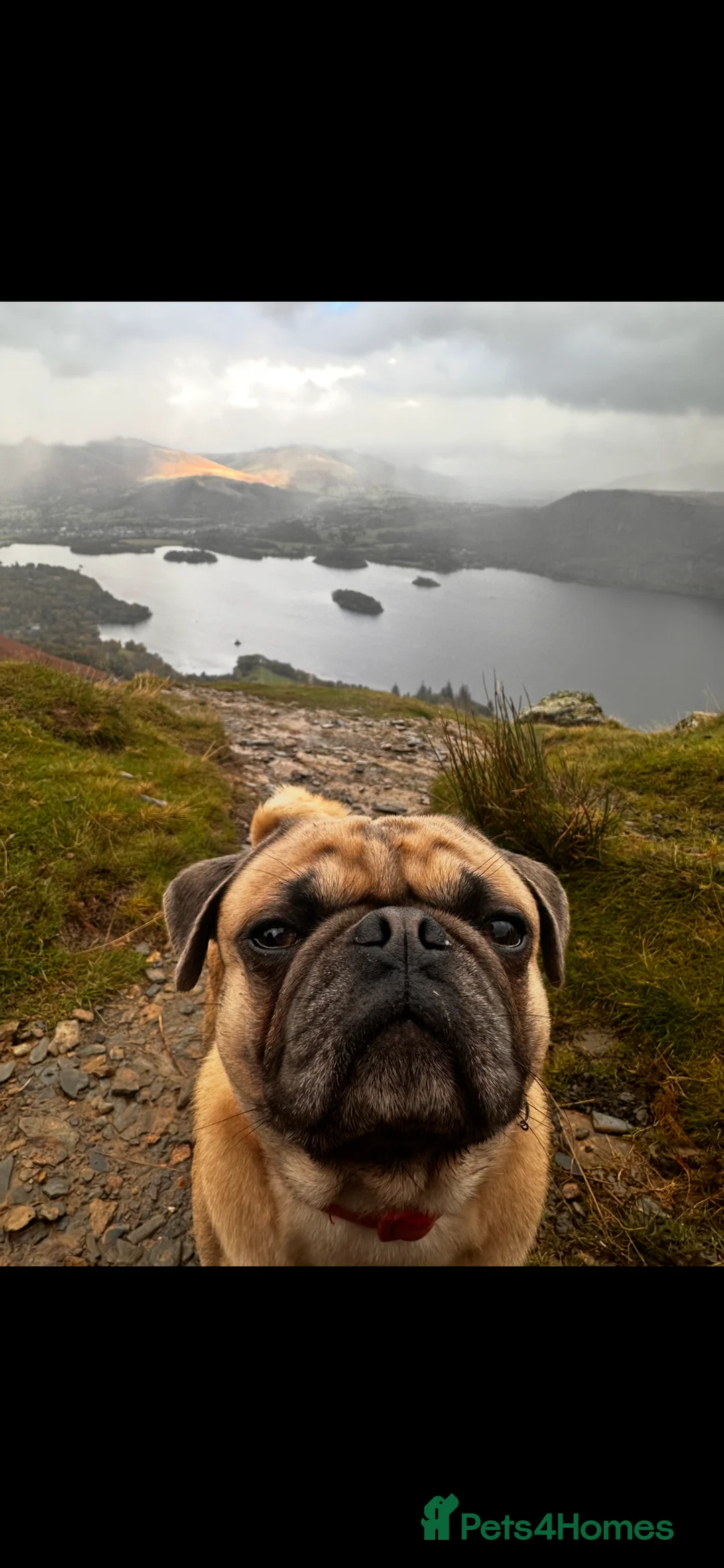 Pug dogs for stud: KC pug carrying choclate for stud - Advert 2