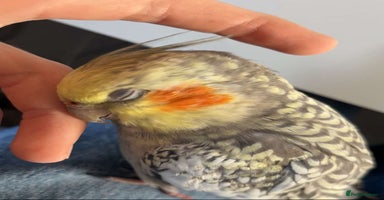 Cockatiels birds - Advert 13