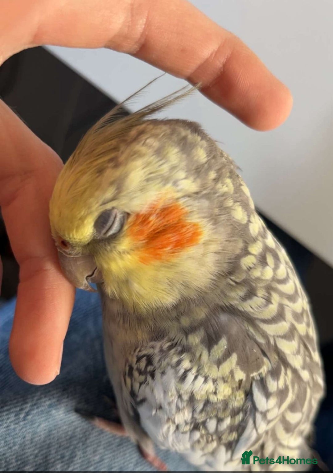 Cockatiels birds for sale: 16 month male Cockatiel + cage, stand and food - Image 3
