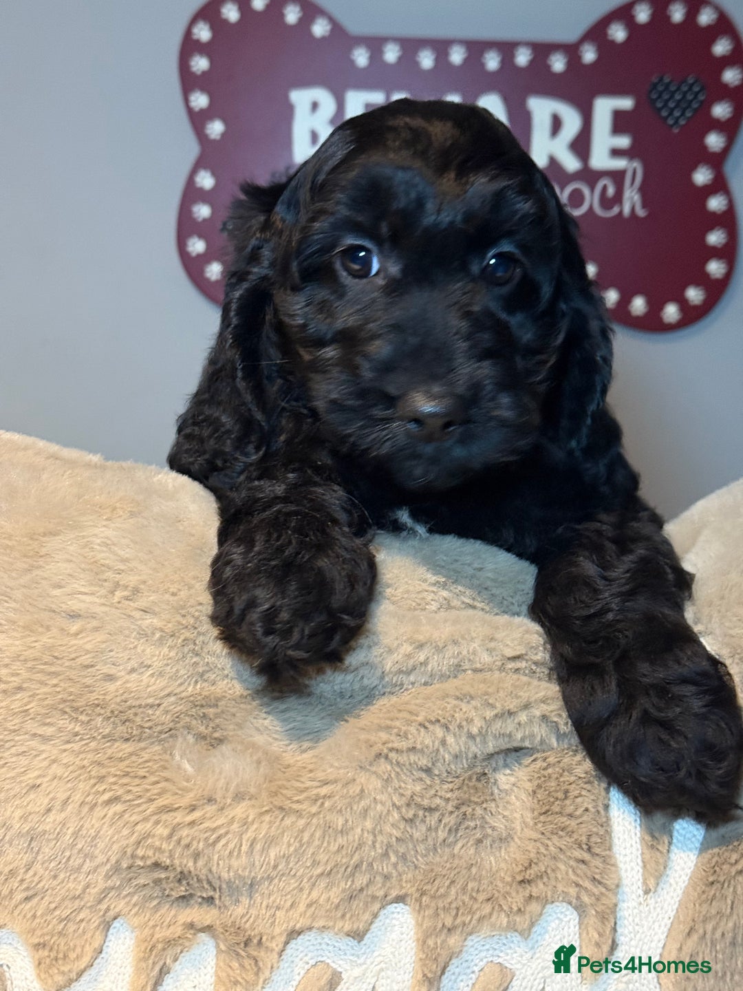 Cockapoo dogs for sale: F1B Cockapoo’s fully vaccinated  - Advert 6