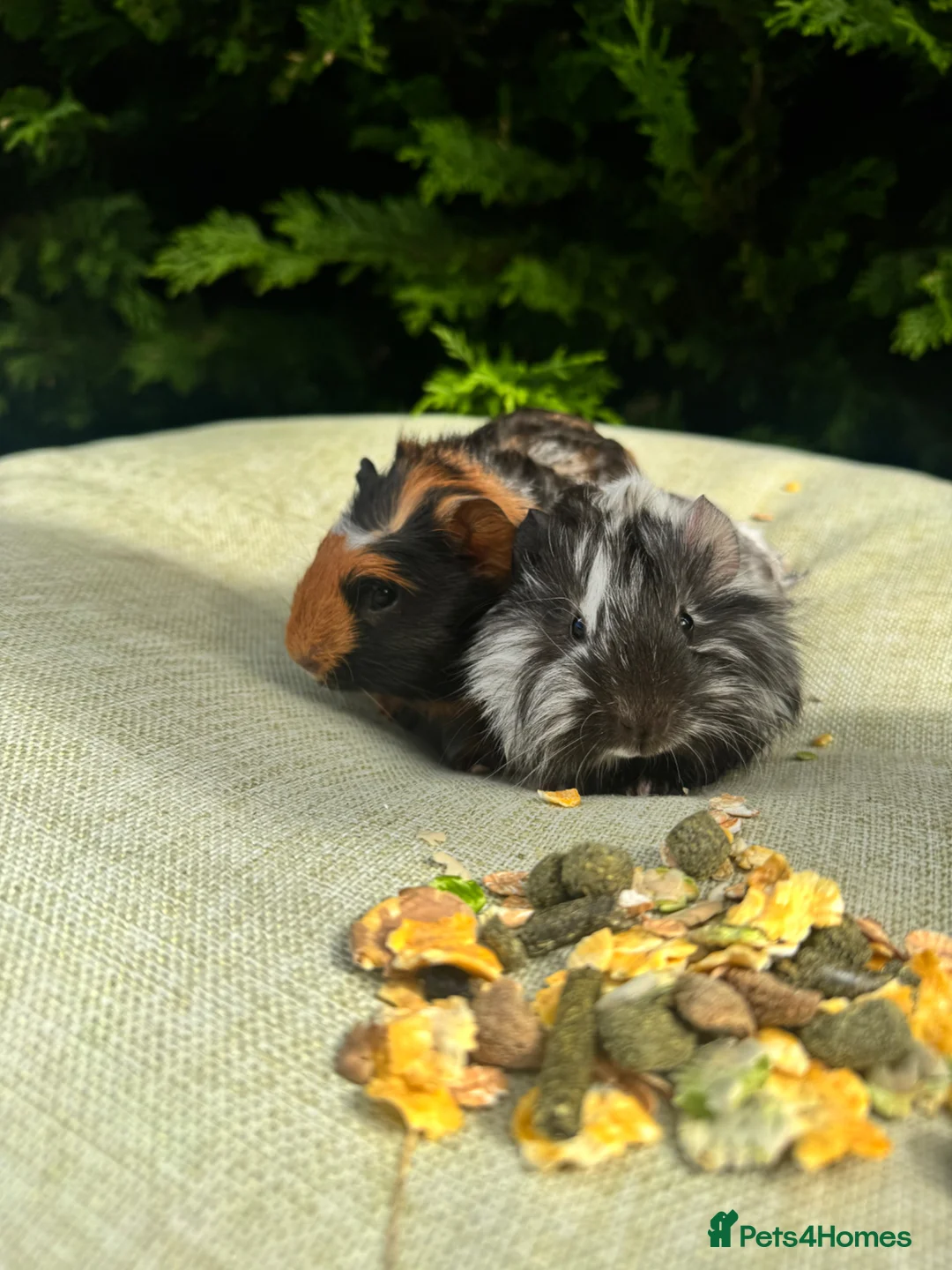 Guinea Pig rodents for sale: Baby guinea pigs  - Advert 7