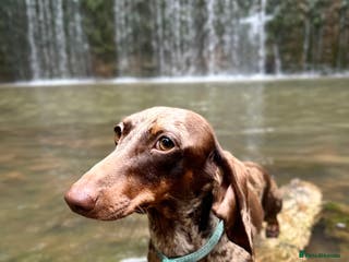 Miniature Dachshund dogs Miniature Dachshund male - Advert 1