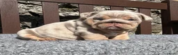 English Bulldog dogs for sale: Beautiful English bulldog puppies - Advert 18