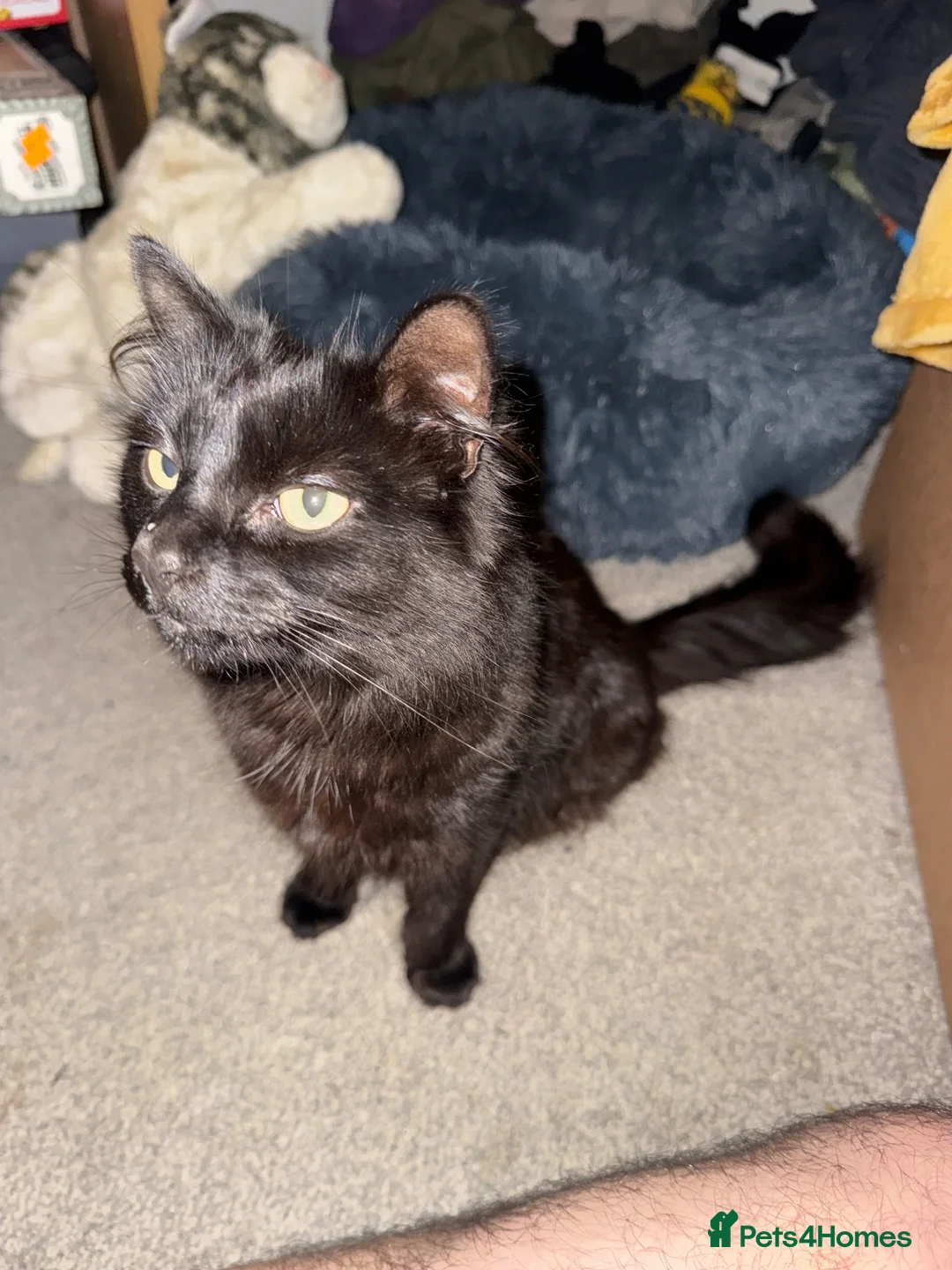Mixed Breed cats for sale: Adorable black female cat for adoption  in Manchester - Advert 1