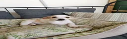 Mixed Breed dogs for adoption: 🐾Meet Donut so sweet he could pass for dessert 🍩 - Advert 2