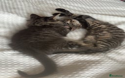 Mixed Breed cats for sale: 2 male cats  - Image 4