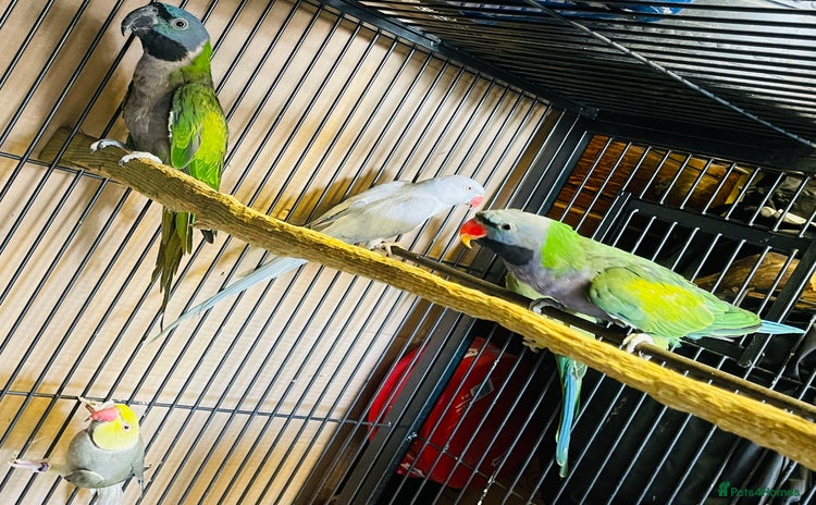 Parrots birds - Advert 1
