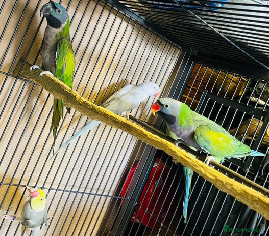 Parrots birds - Advert 1