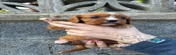 Cavalier King Charles Spaniel dogs for sale: Absolutely beautiful King Charles Cavalier puppies - Advert 21