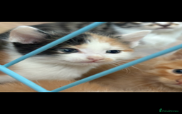 Mixed Breed cats for sale: 6 kitten kittens looking for there forever homes  - Image 5