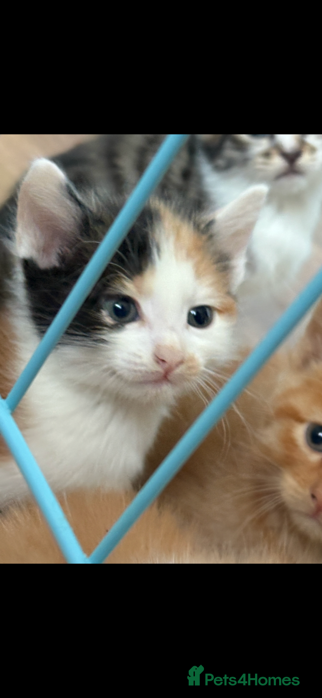 Mixed Breed cats for sale: 6 kitten kittens looking for there forever homes  - Image 5