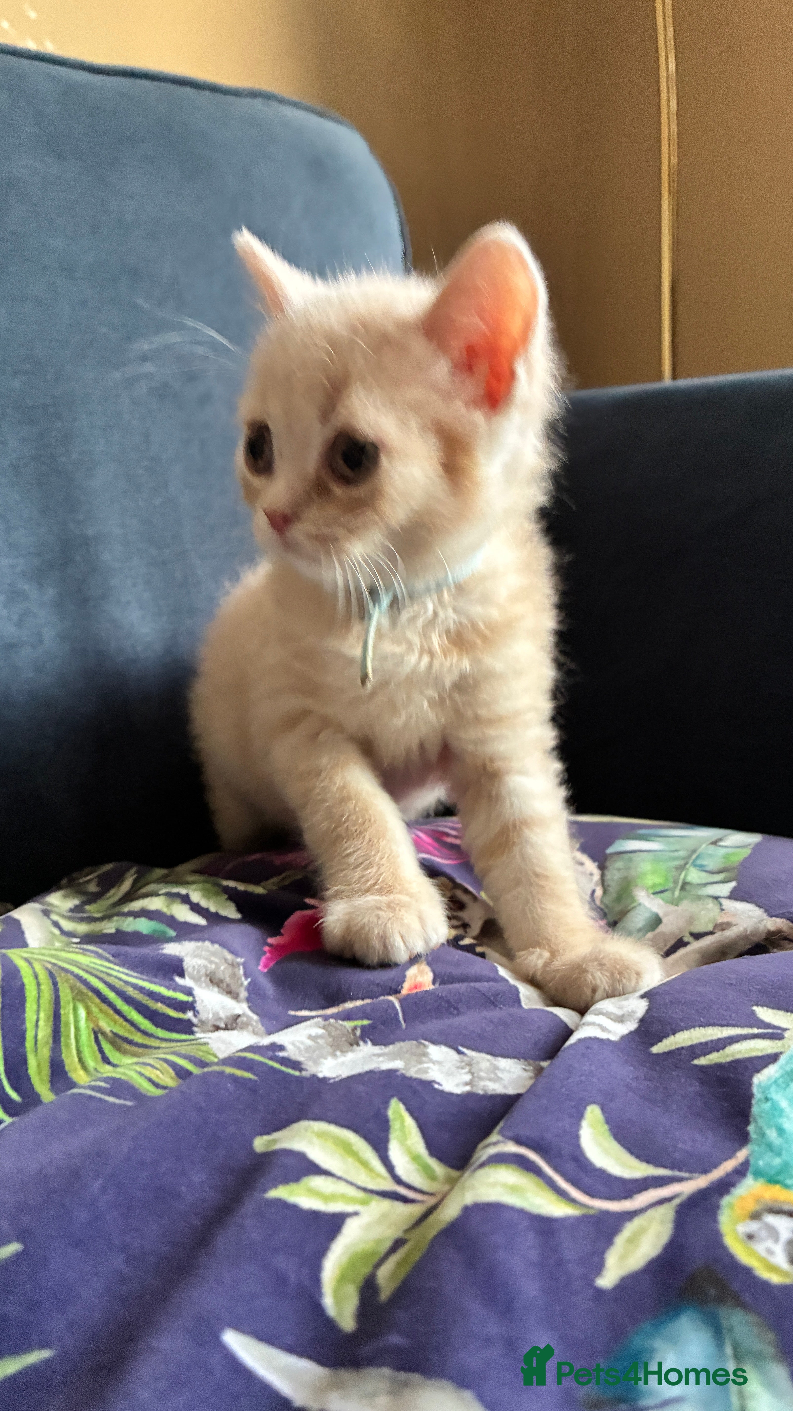 Scottish Fold cats Beautiful confident Scottish Fold/straight Kittens - Advert 2