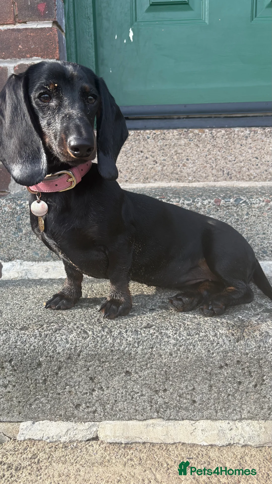 Dachshund dogs for sale: Dashhound  1 year old female  in Keighley - Advert 2