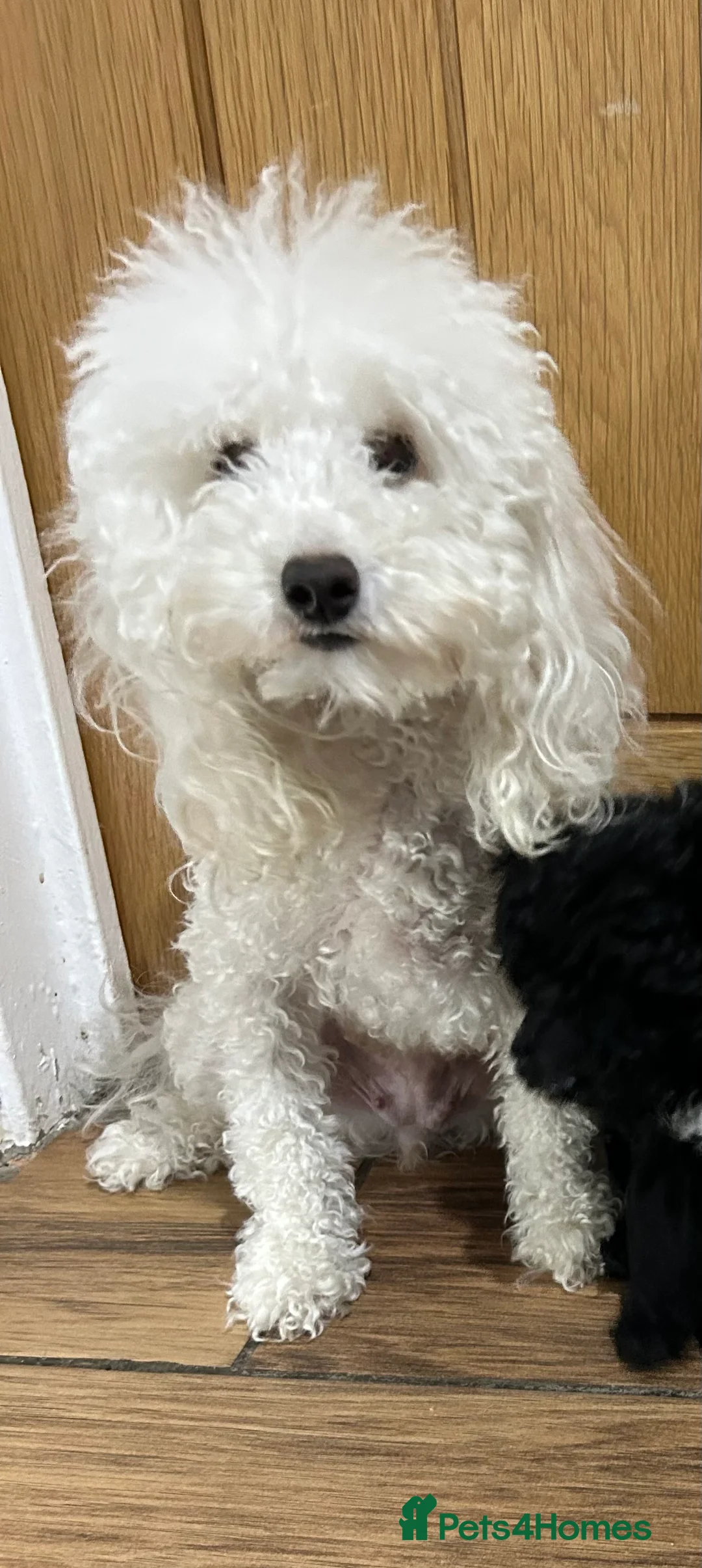 Toy Poodle dogs for sale: Toy poodle puppies - Advert 2