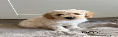 Cockapoo 1