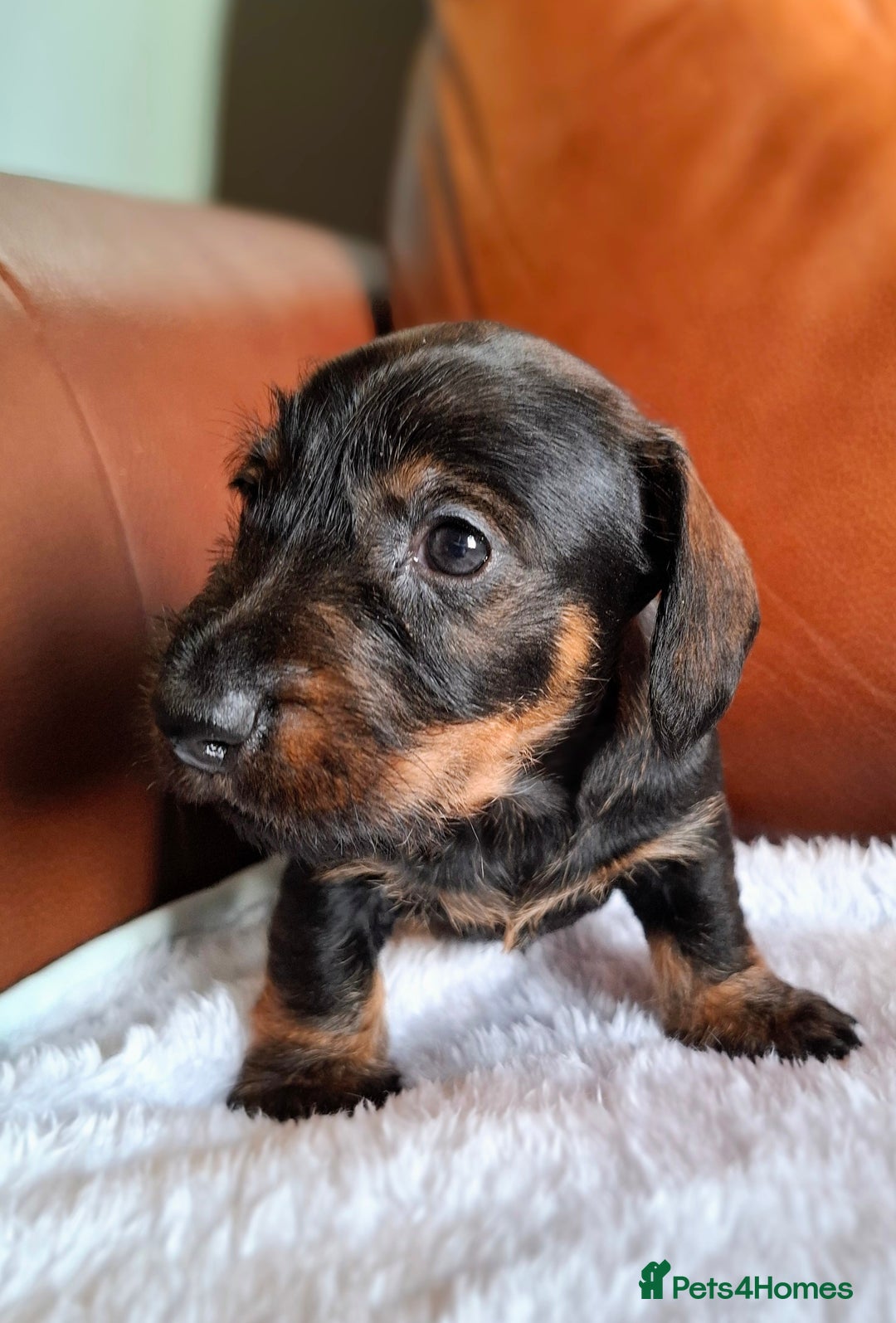 Miniature Dachshund dogs for sale: Gorgeous Mini-Wire Dachsund Puppies  - Advert 8