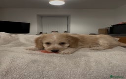 Mixed Breed dogs for sale: Blondie 🎀 - Advert 1